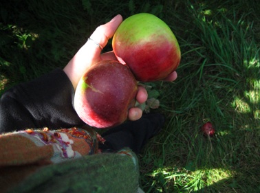 Post image for An Apple a Day…Why?
