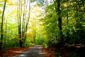 forest path