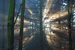 Post image for Morning Pages – The Artist’s Way