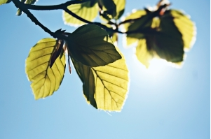 Post image for Effective Natural Remedies for Depression