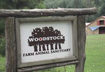 Day Trip to Woodstock