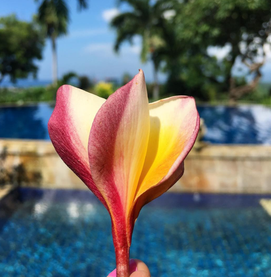 Бали Фловер. Бали цветы маржипани. Цветы острова Бали. Остров Бали цветок Балийский. Цветы на бали