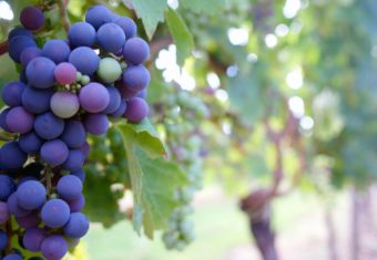 Kindness Is Like A Cluster Of Grapes